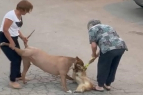 yeni proje 7 1751883646